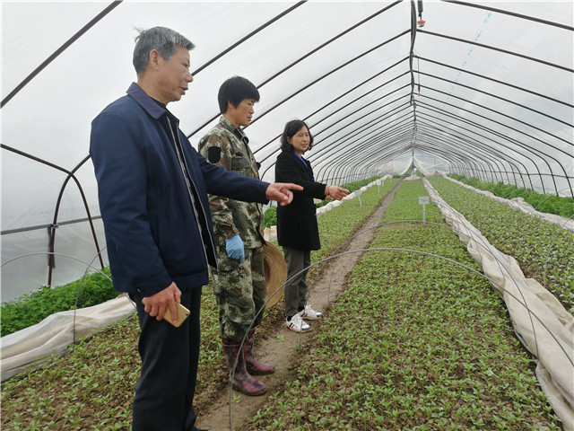 2019年3月中旬查看三茄苗出苗情况，指导三茄苗田间管理_副本.jpg